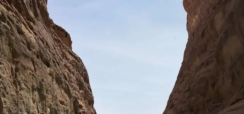 Banyan Tree Alula image